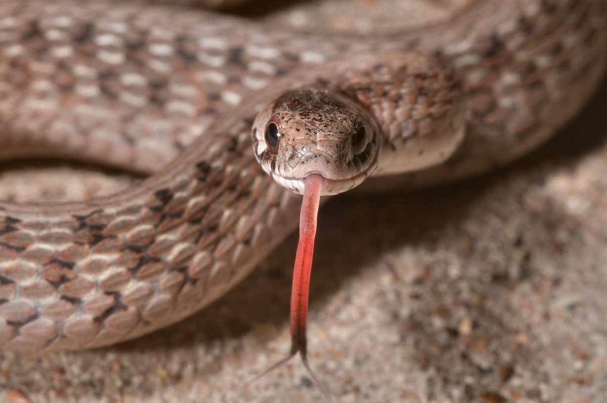 Добрая змея