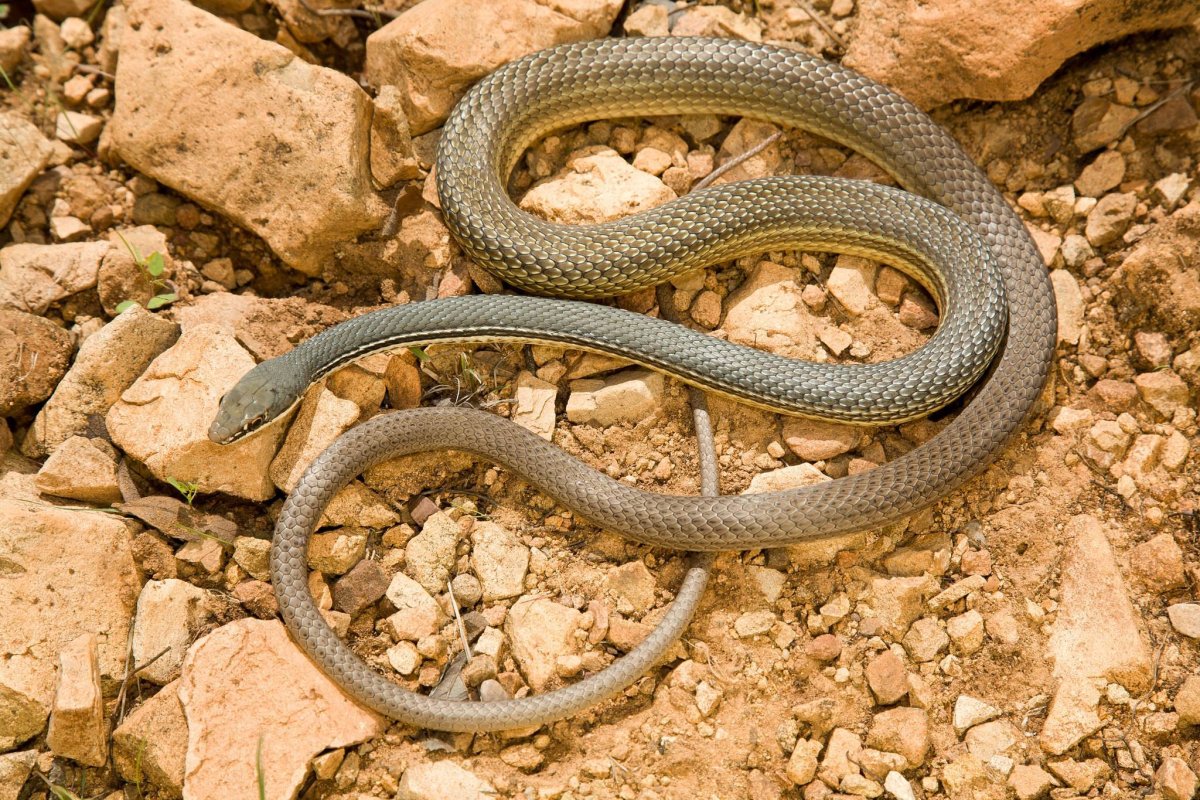 Masticophis bilineatus