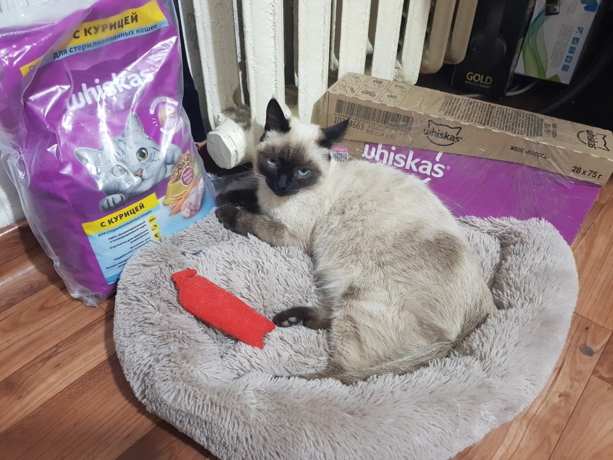 Британский кот биколор шоколадный