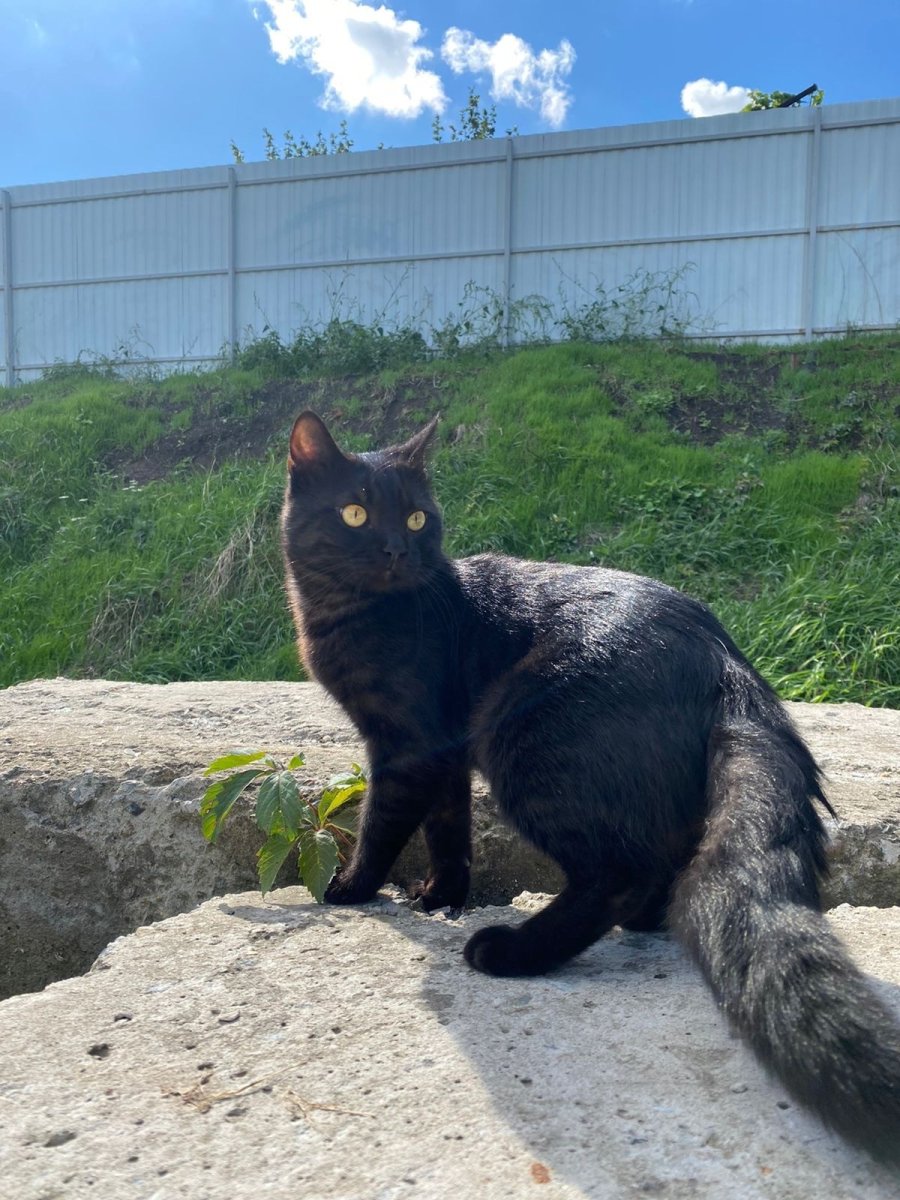 Мейн кун кефир Юлия Минина