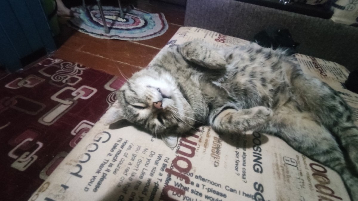 Кот из мемы