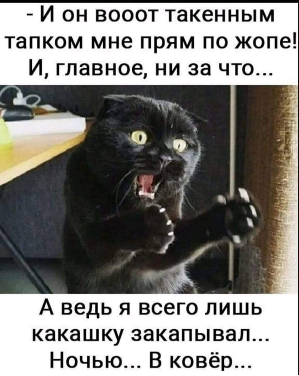 Серьезный котенок