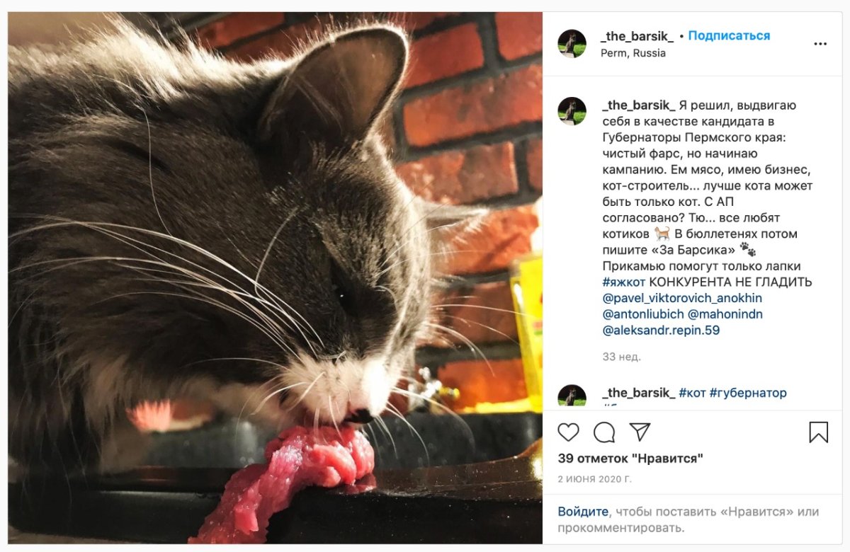 Кот губернатор из игры