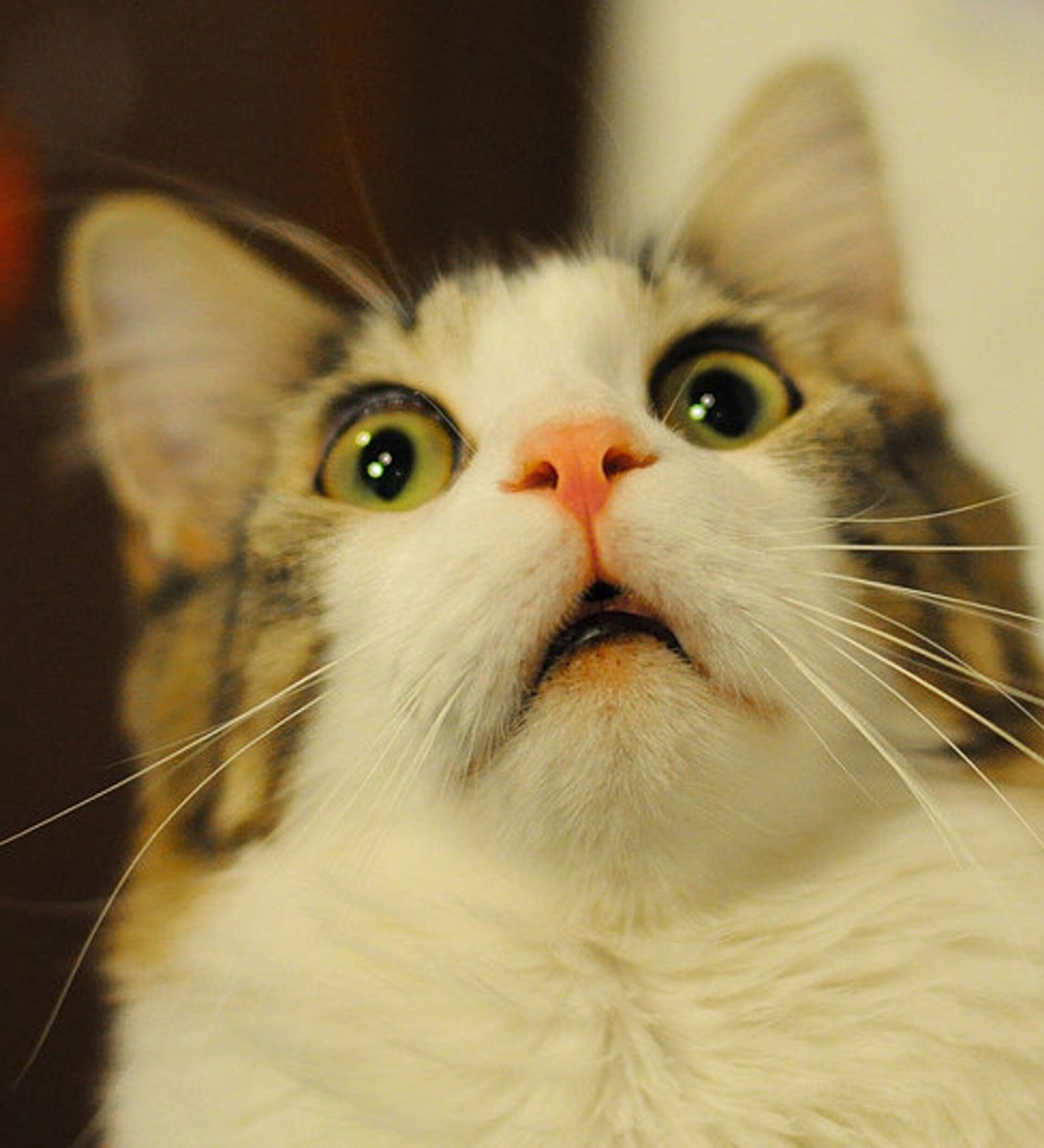 Животные слова