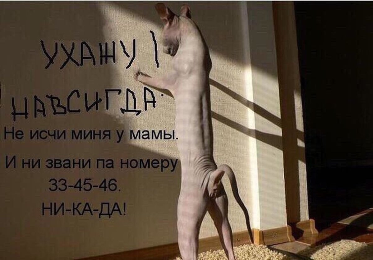 Кот на перилах