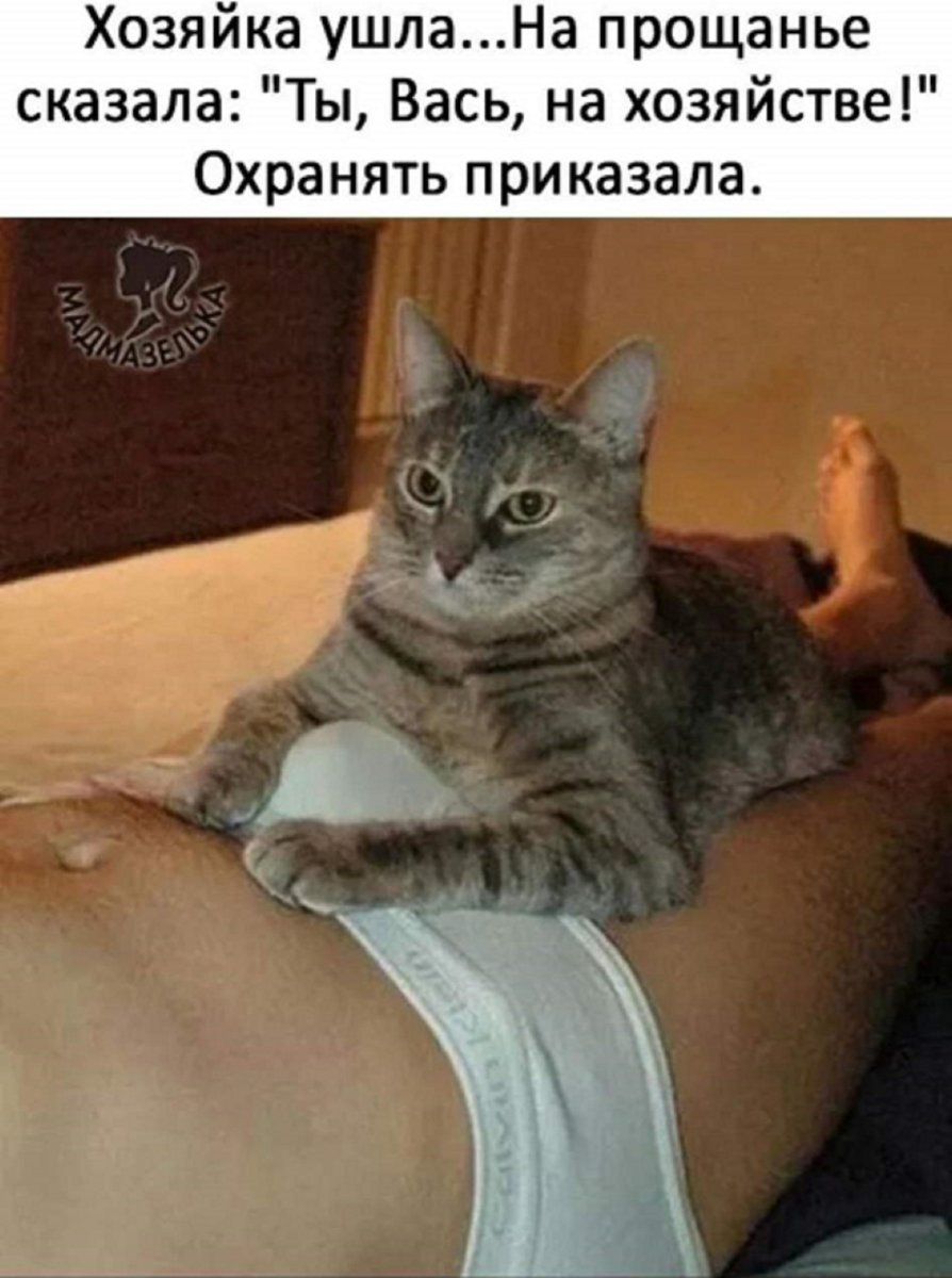 Очень толстый кот Мем