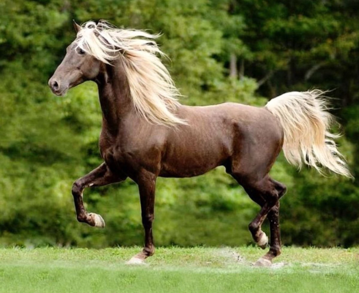 Порода лошадей Рокки Маунтин