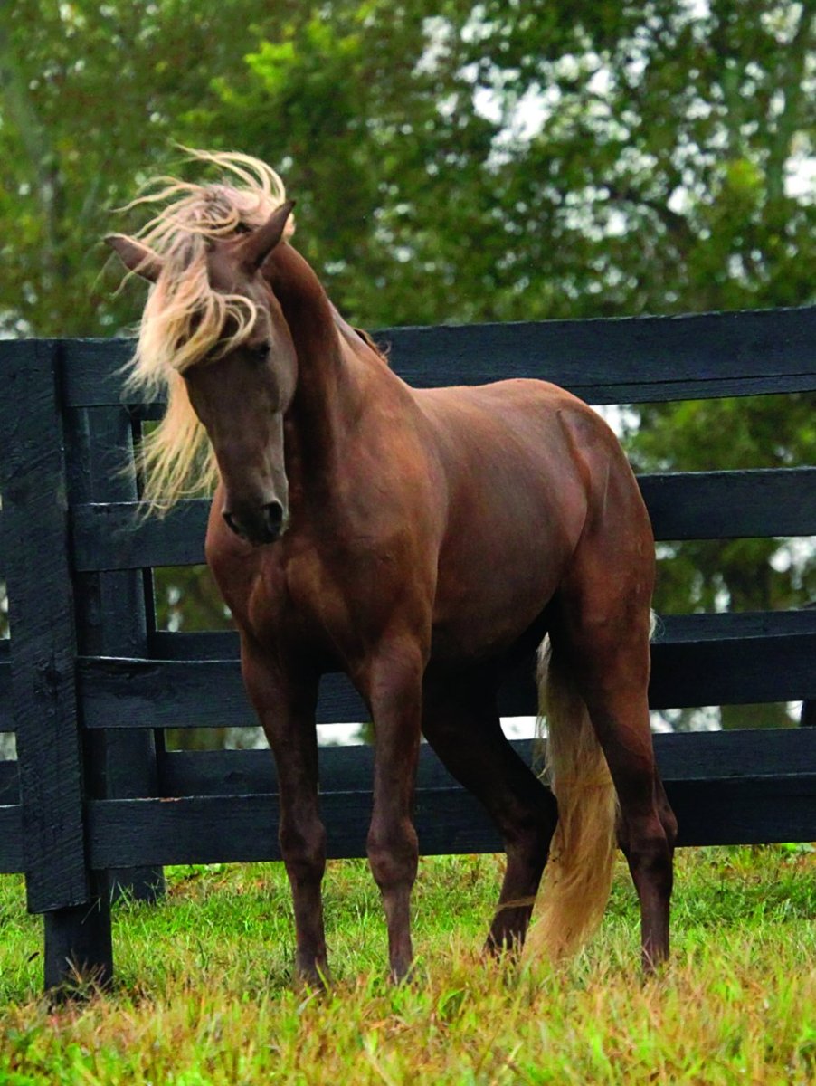 Лошади на природе