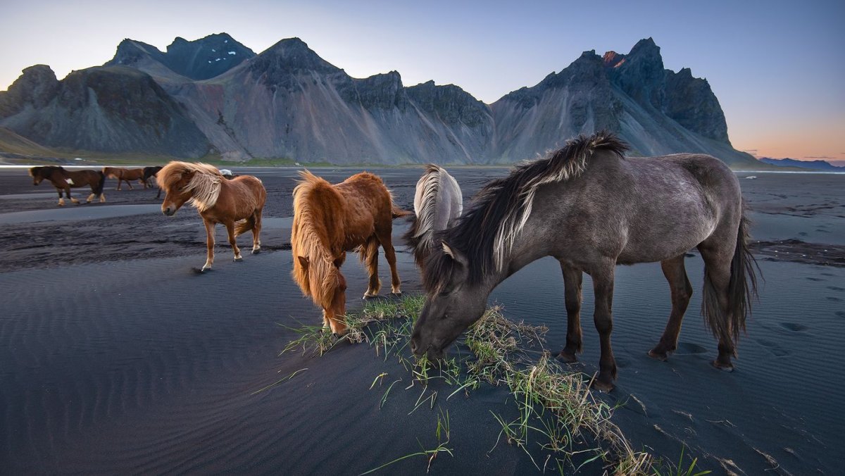 Snowy Mountains Horse