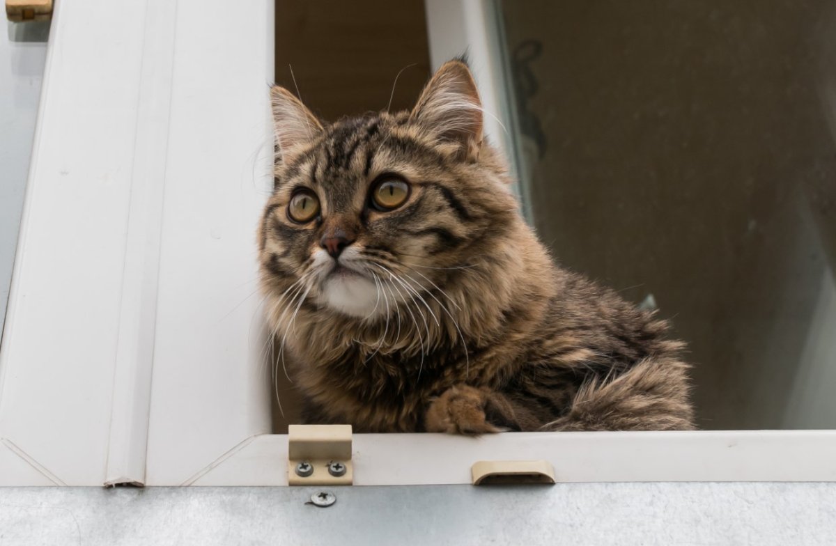 Пижама кошка