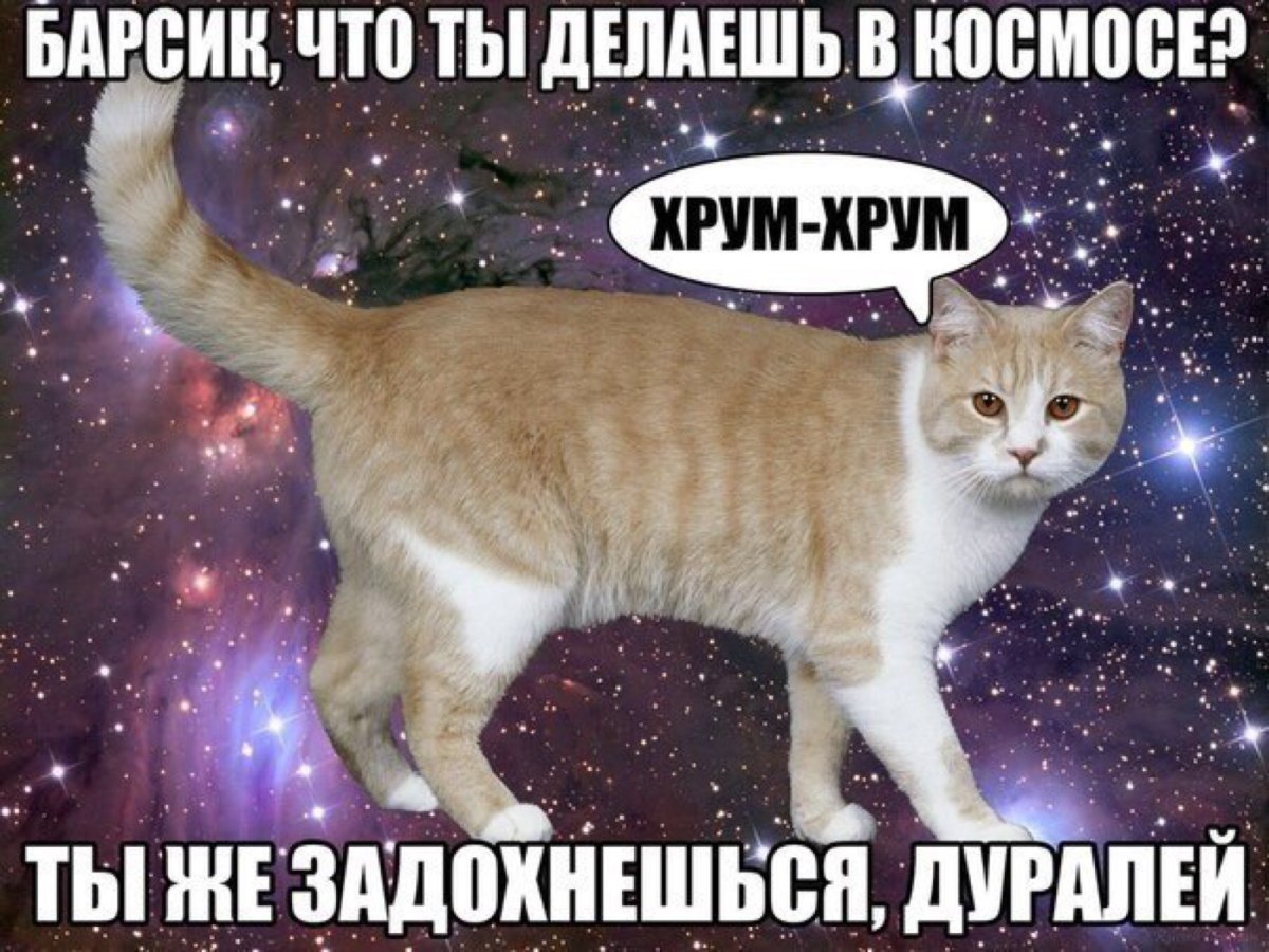 Кот с пером