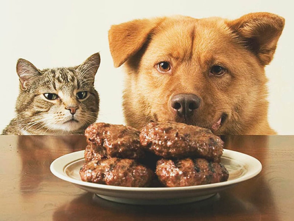 Кот Барсик мэр Барнаула