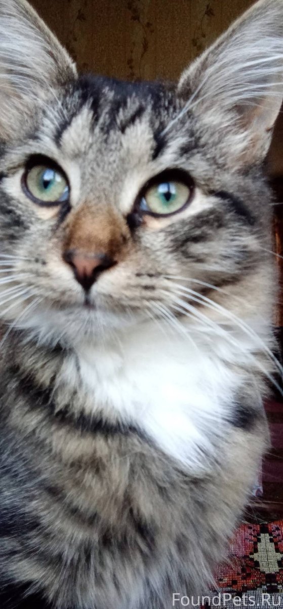 Белая кошка в ванной