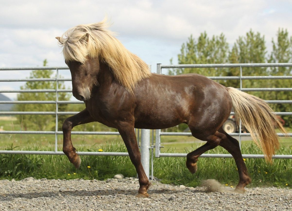 Лошадь породы Мустанг