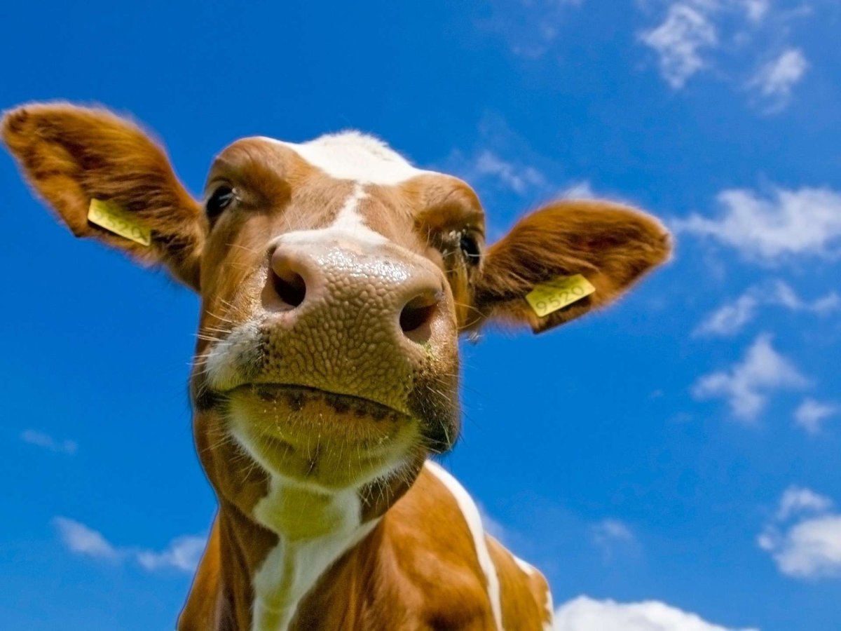 Лицо коровы
