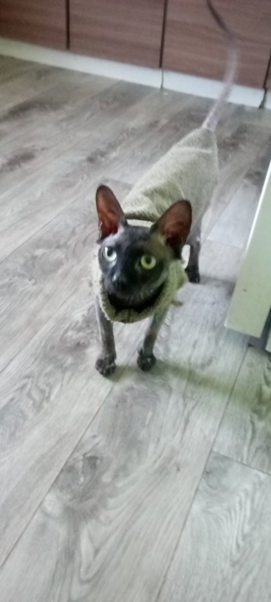 Кот губернатор в Перми