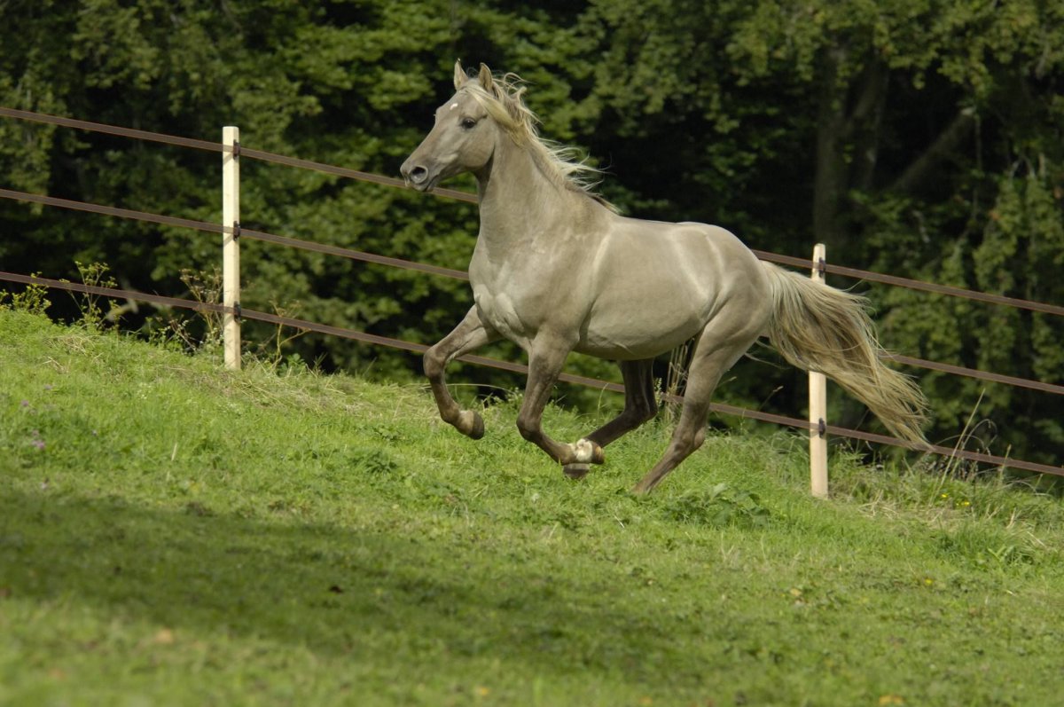 Лошадь скалистых гор Биг Бен