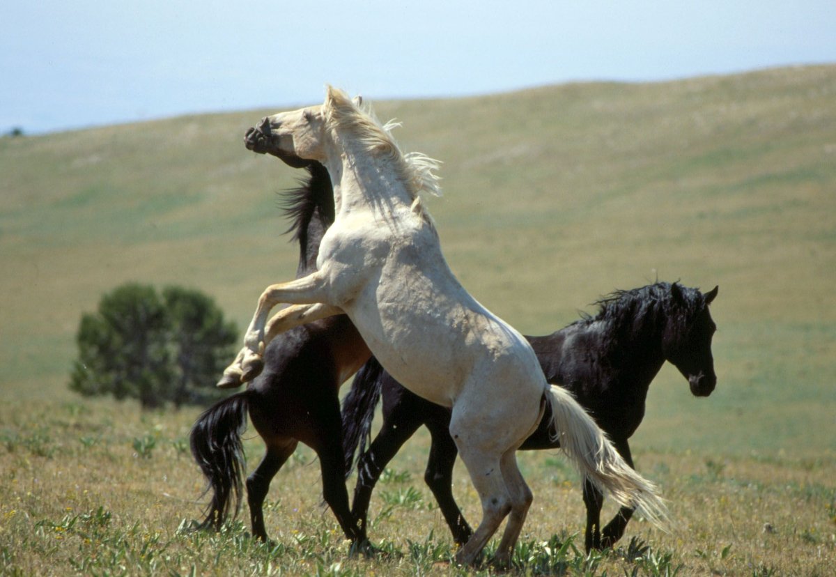 Гнедо Чалая