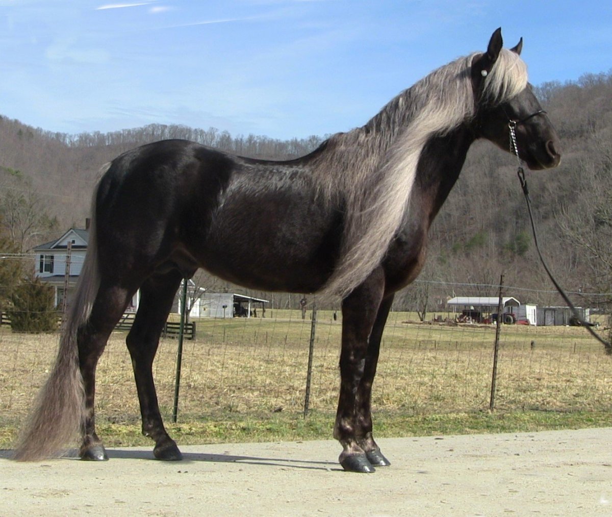 Природа Кыргызстана табун лошадей