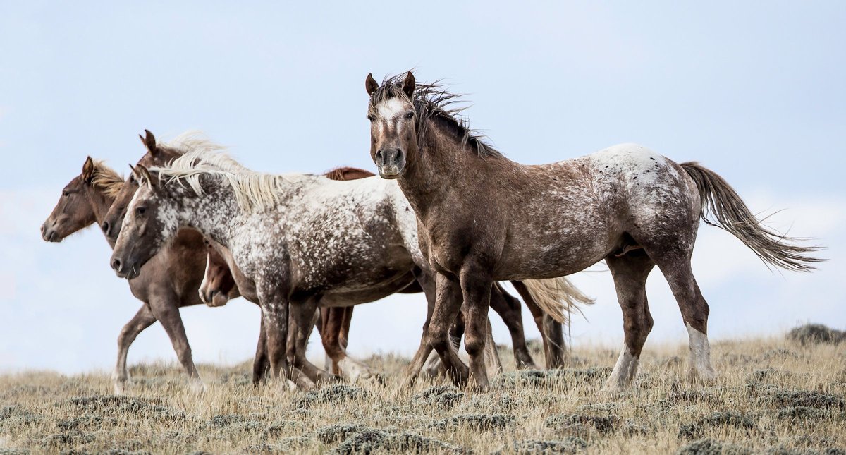 Лошади на фоне гор