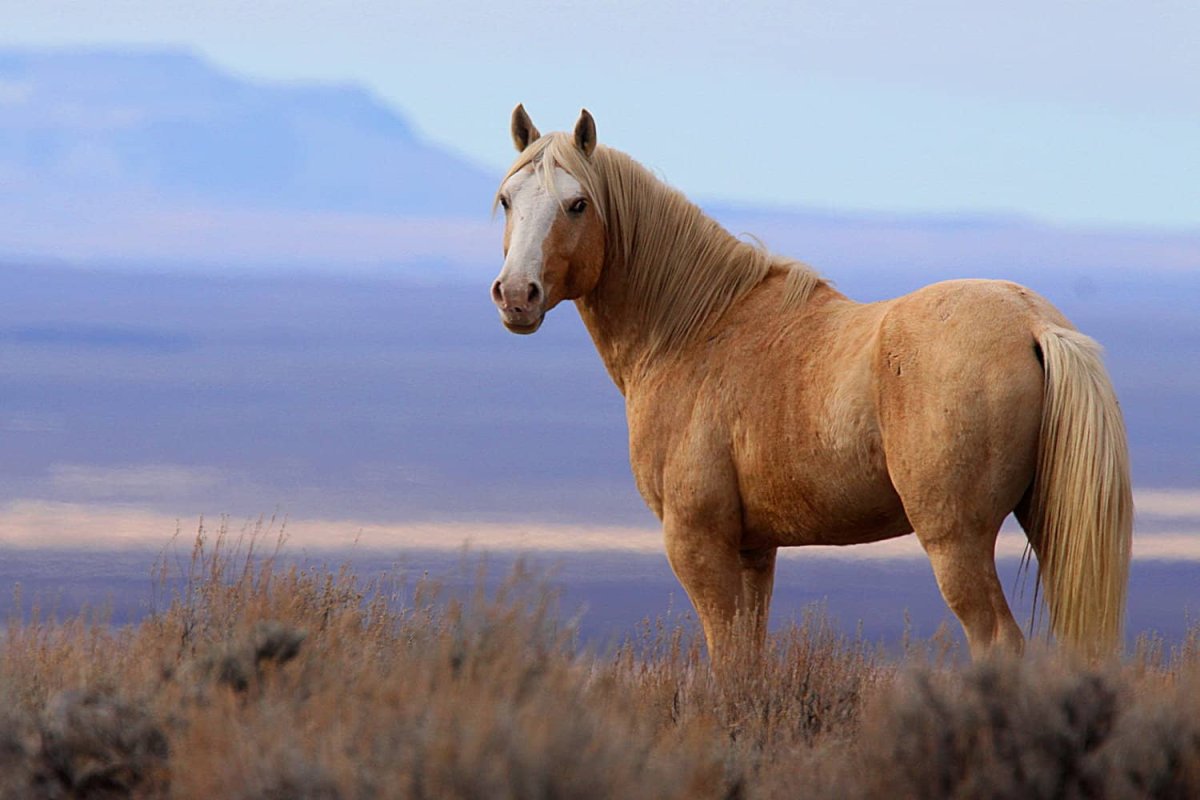 Вороная лошадь с рыжей гривой