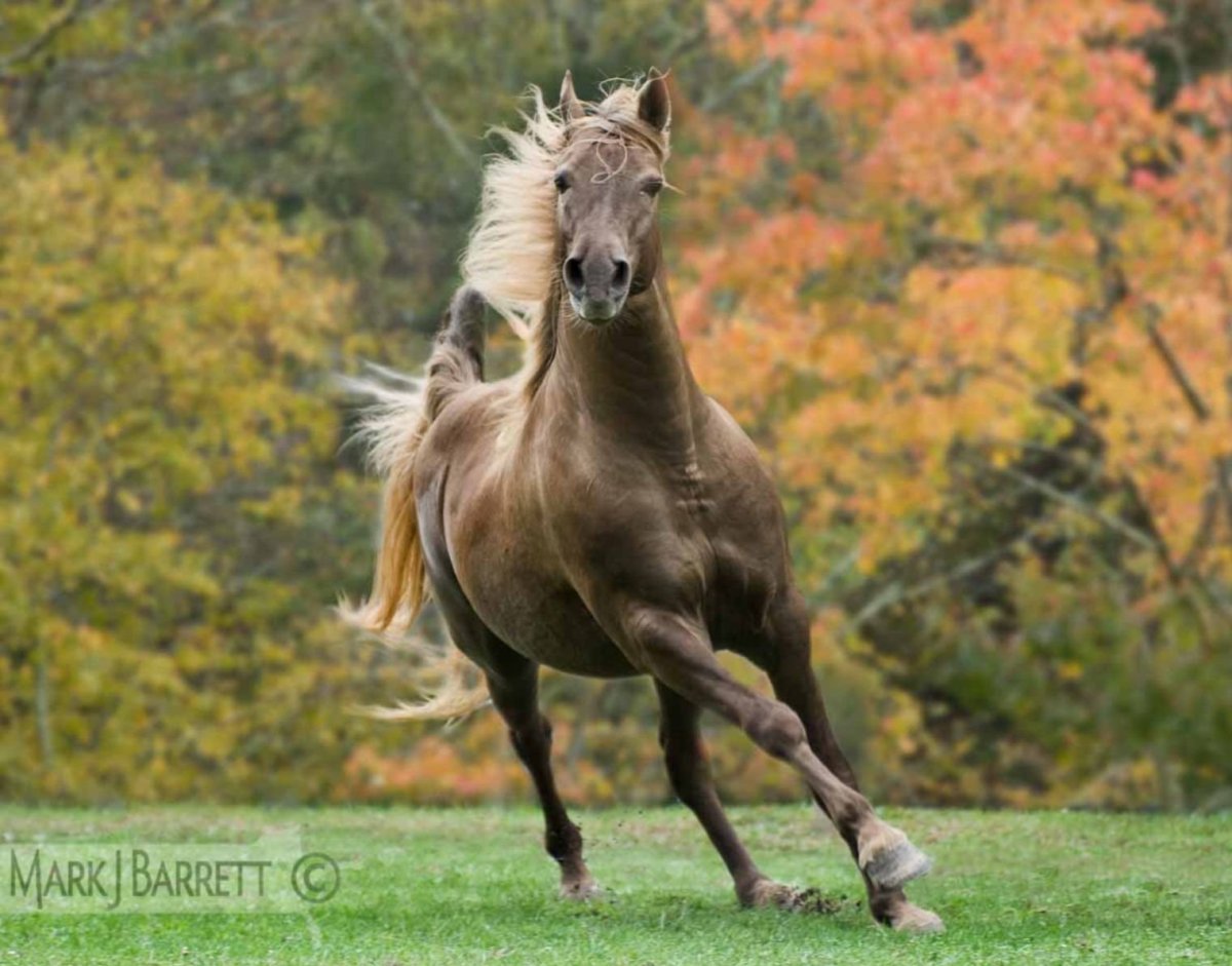 Кобыла скалистых гор
