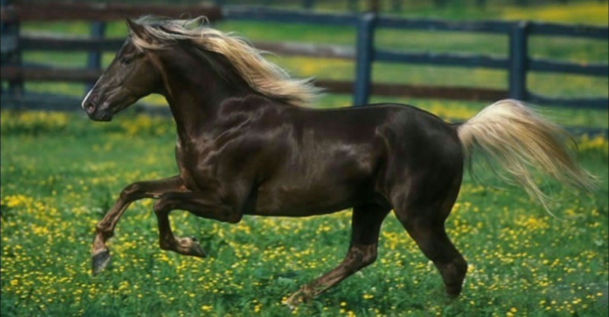 Лошадь породы роки Маунтин