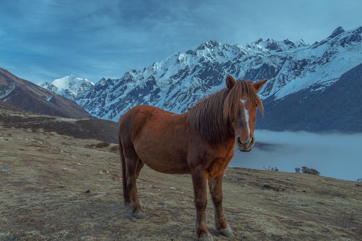 Серебристо-Вороная масть лошади