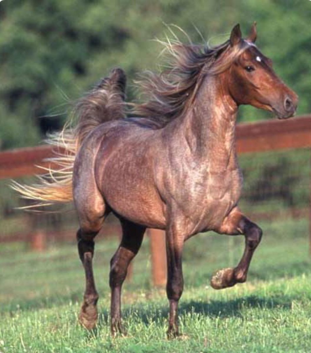 Картина лошади в горах