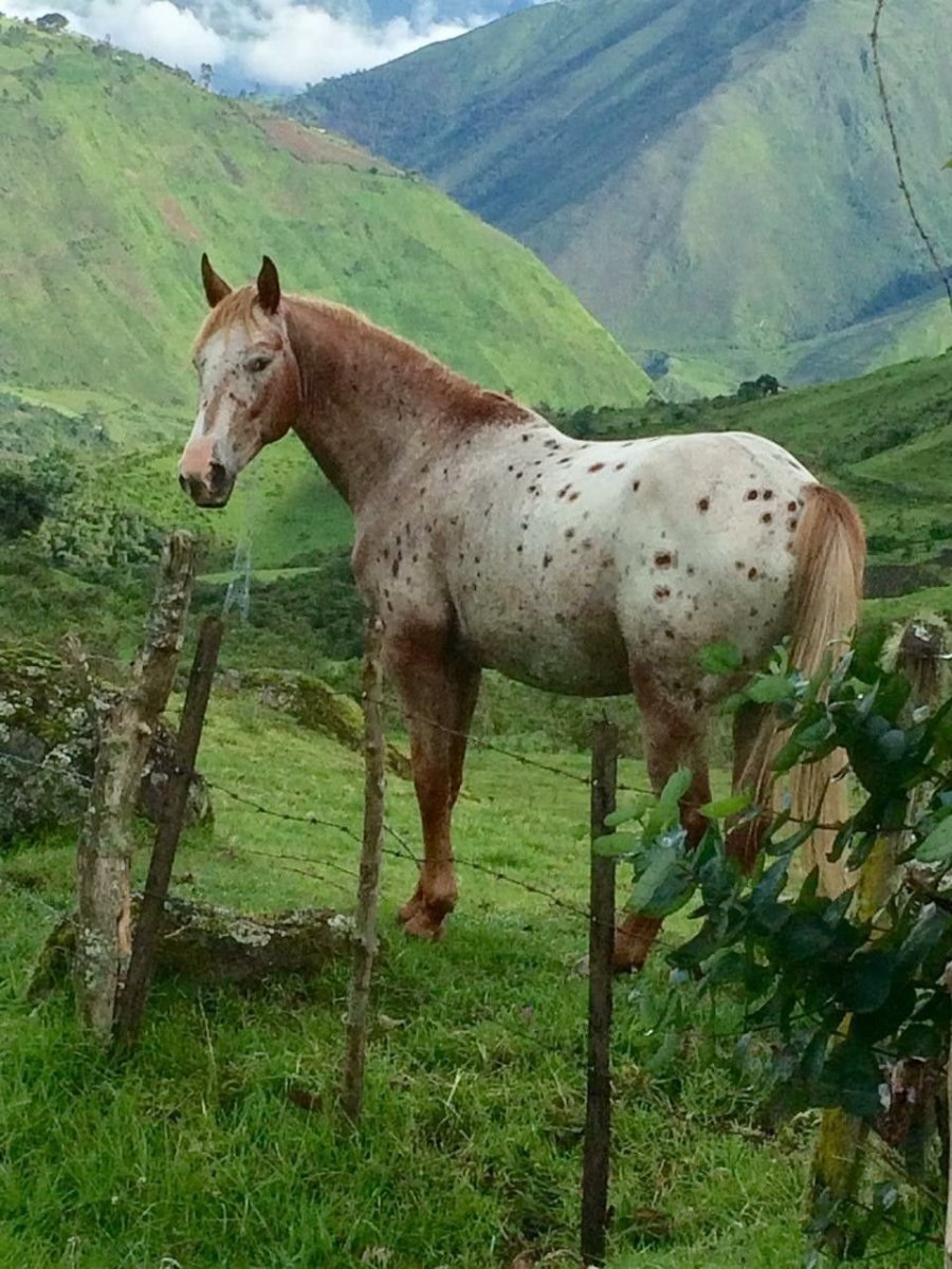 Порода лошадей Рокки Маунтин