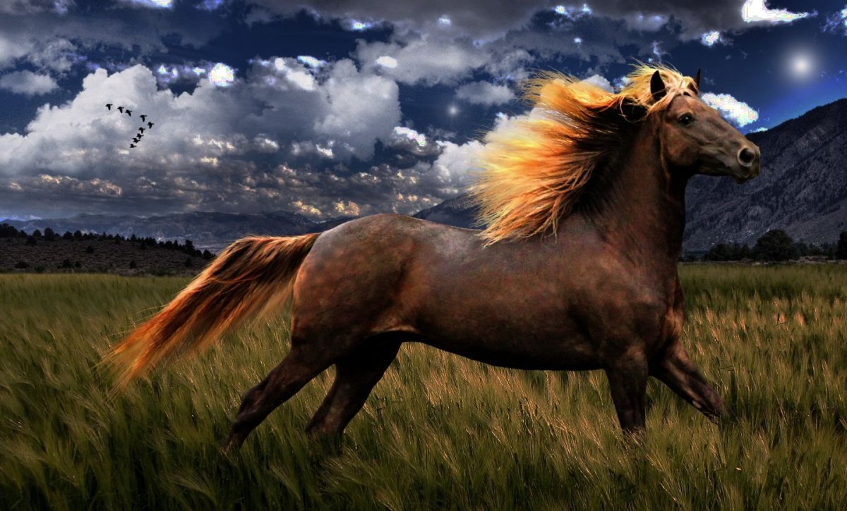 Порода лошадей Рокки Маунтин