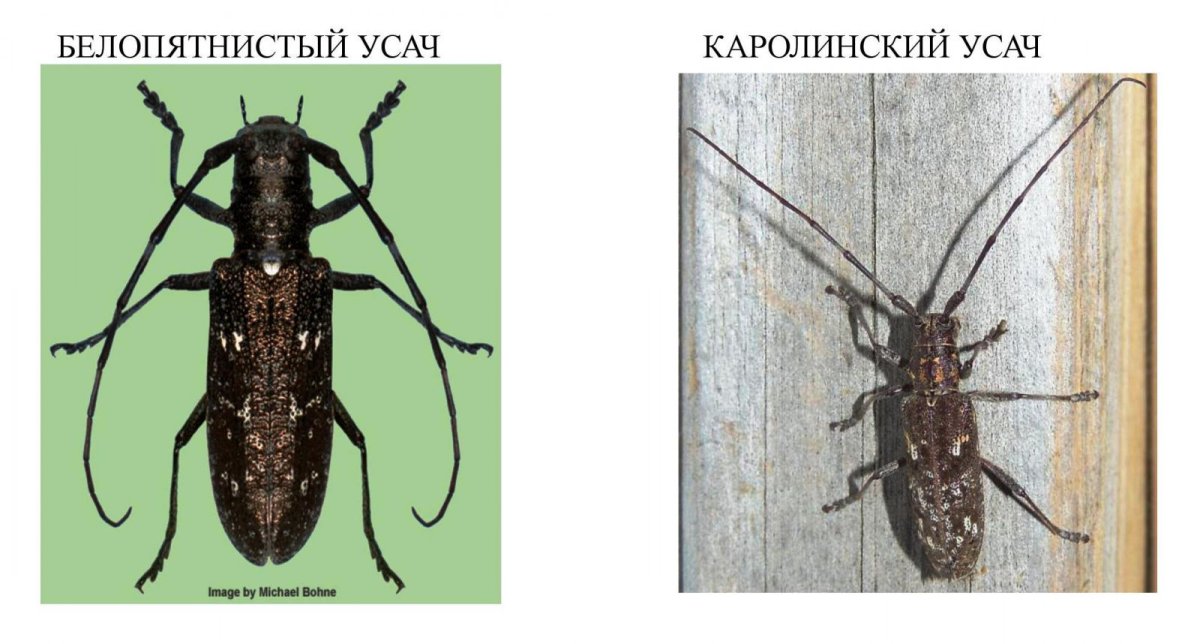 Жук короед усач