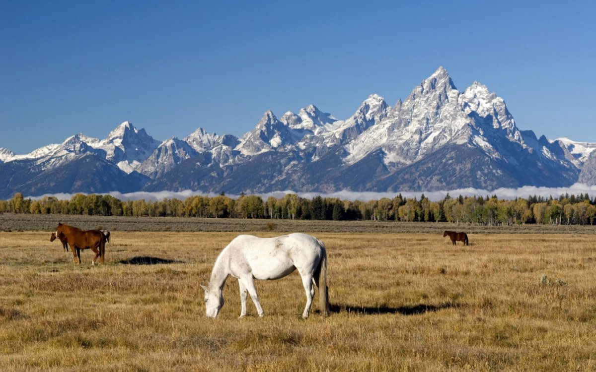 Лошадь породы роки Маунтин
