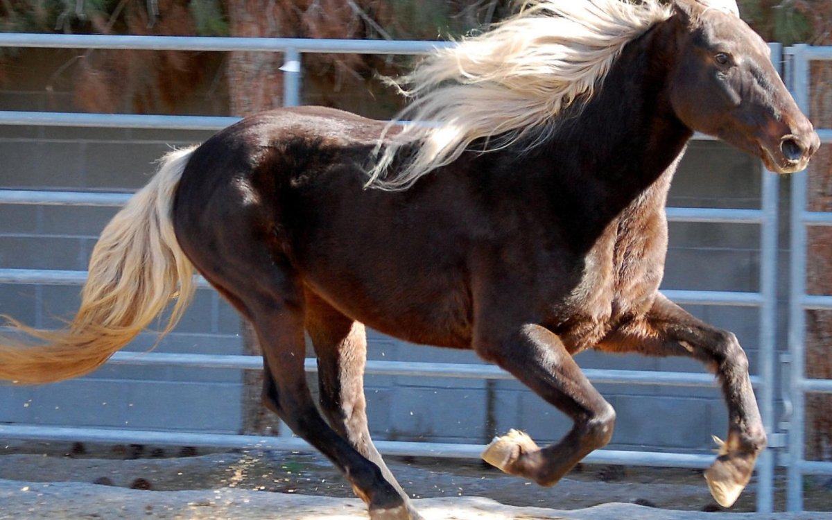 Красивая лошадь в горах