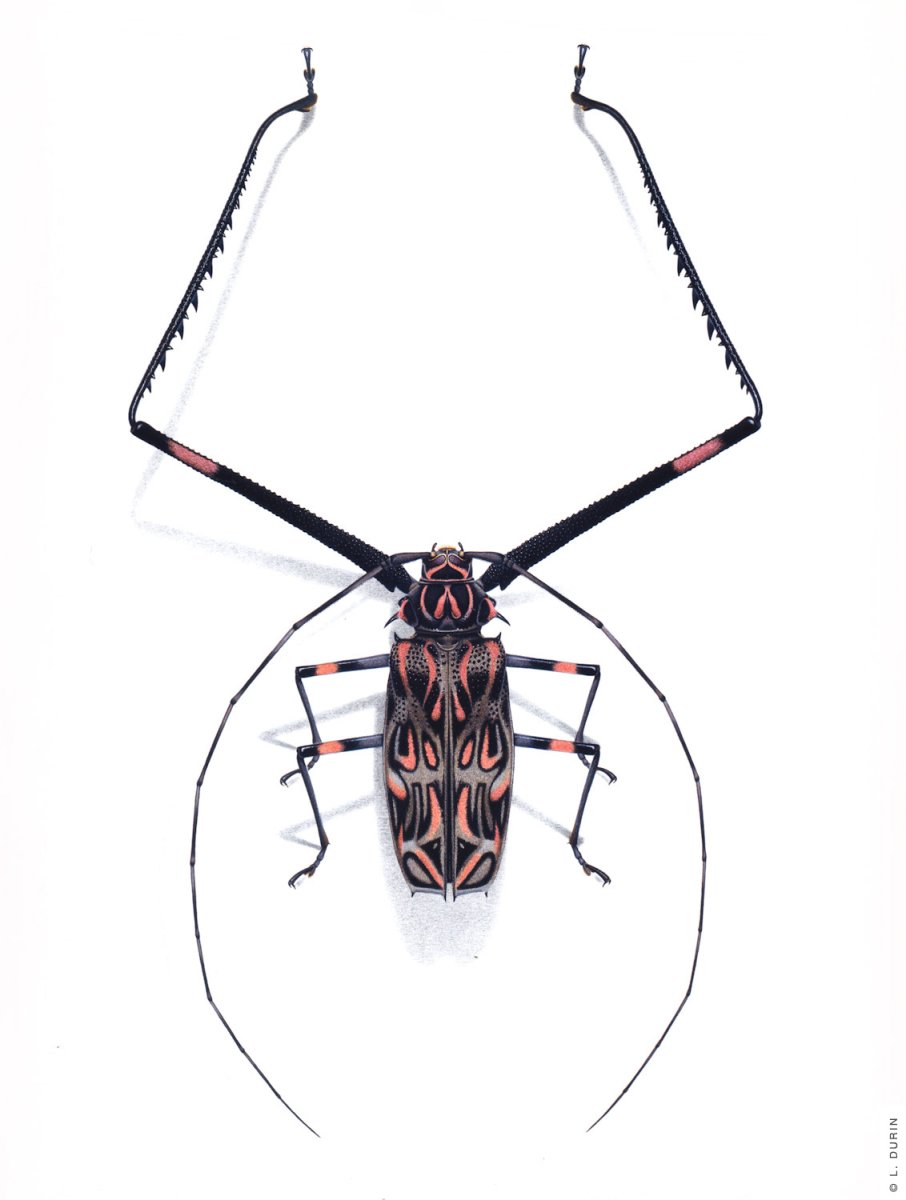 Чёрный Жук с белыми пятнами на спине