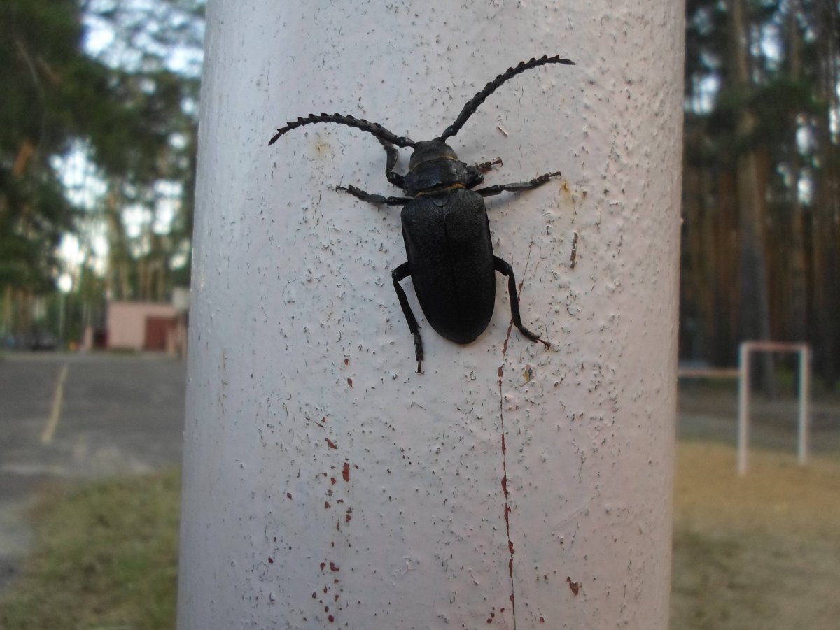 Синий Жук  Meloe violaceus