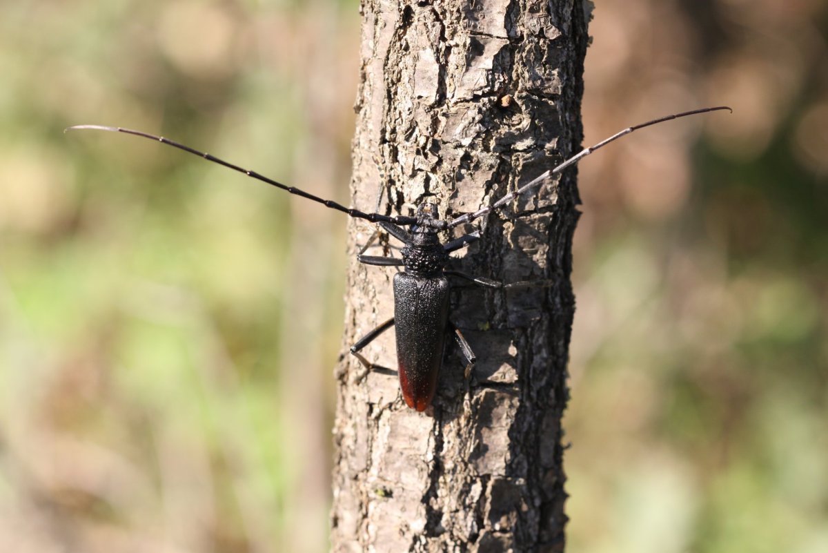 Черный еловый усач