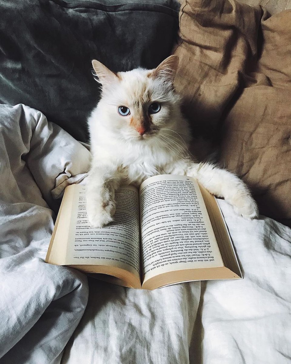 Кот читает книгу