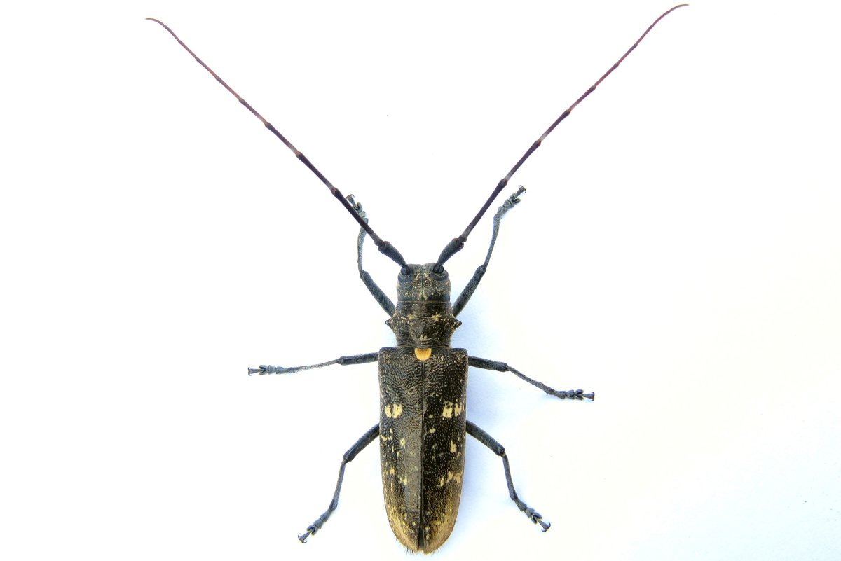 Азиатский усач Anoplophora glabripennis Motschulsky