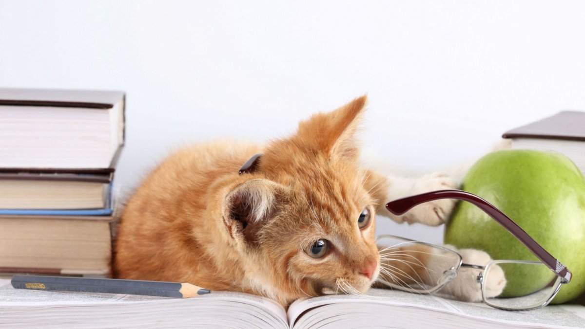 Котик с книжкой