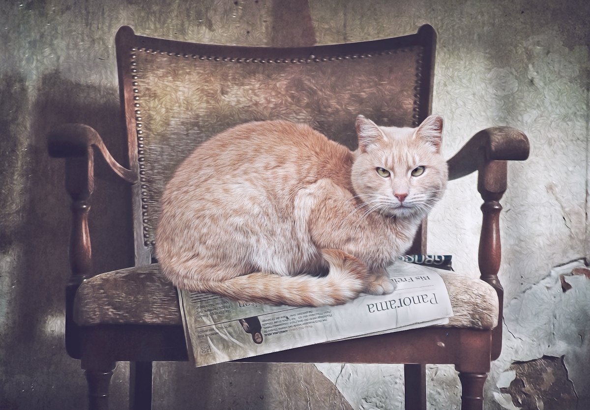 Кот с газетой