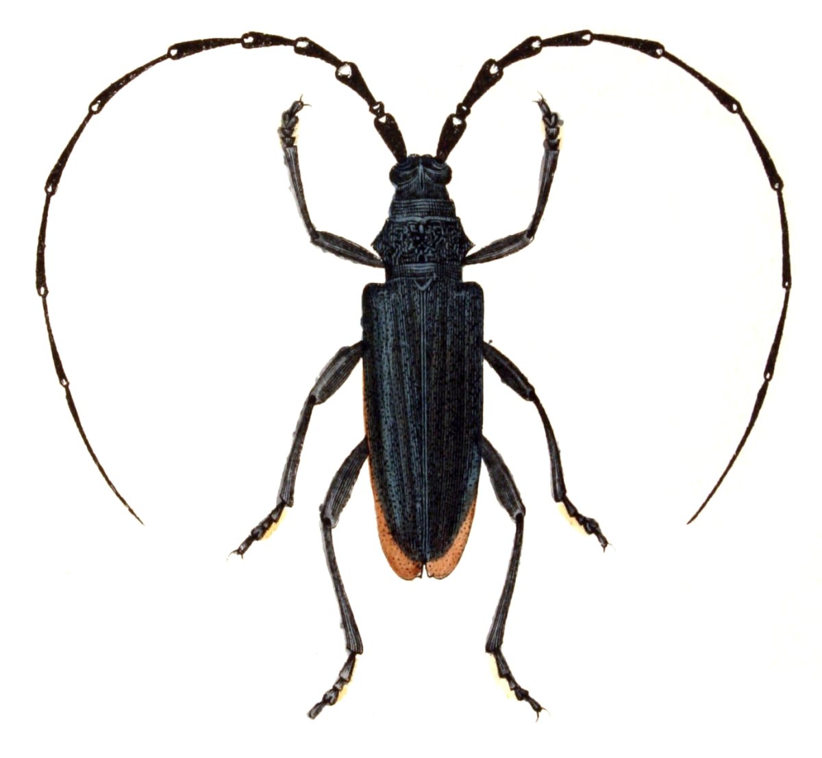 Cerambyx scopolii scopolii