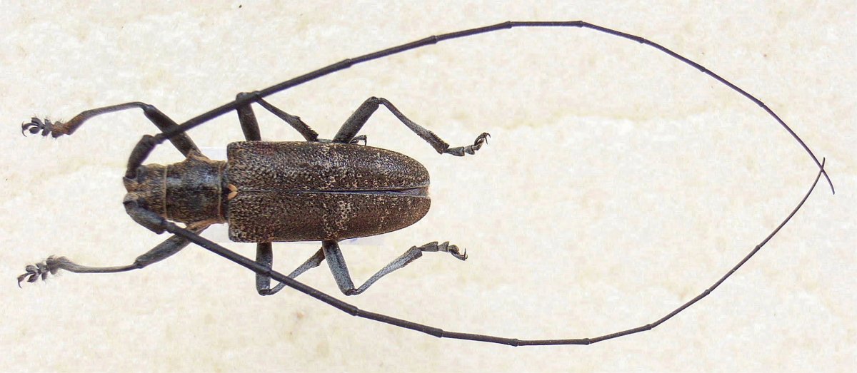 Anoplophora malasiaca