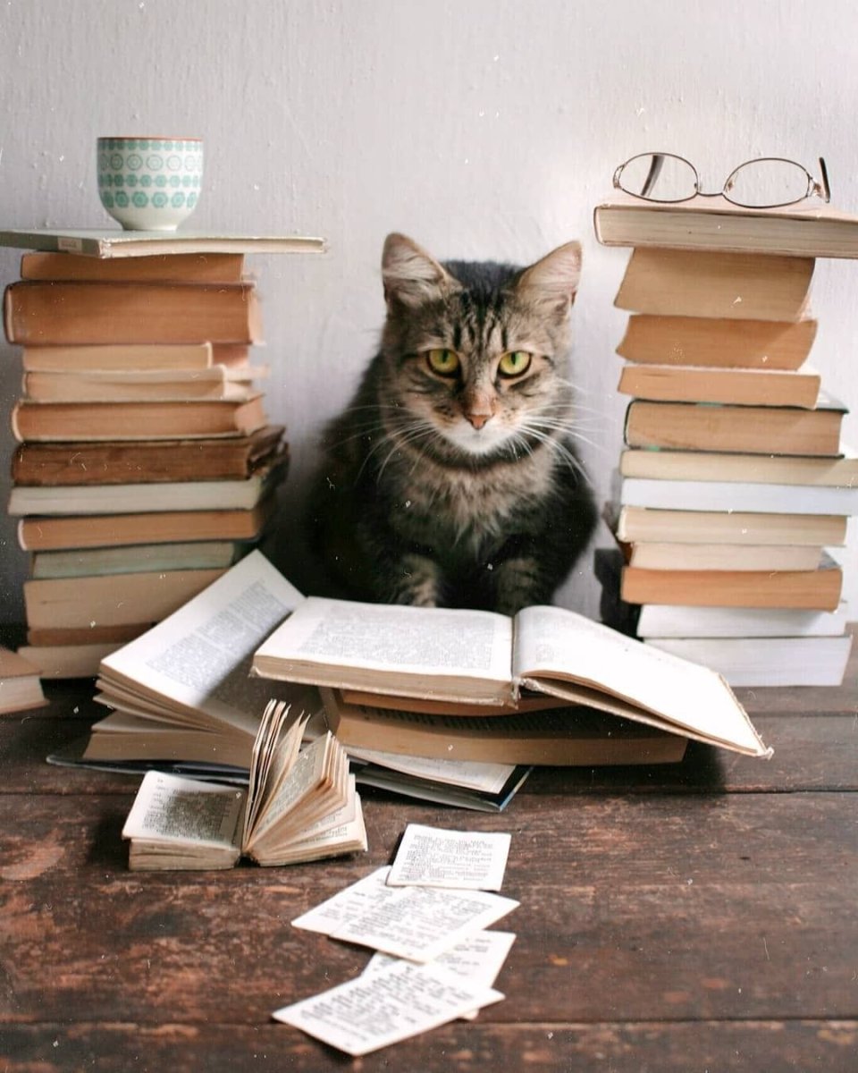 Кошка с книжкой