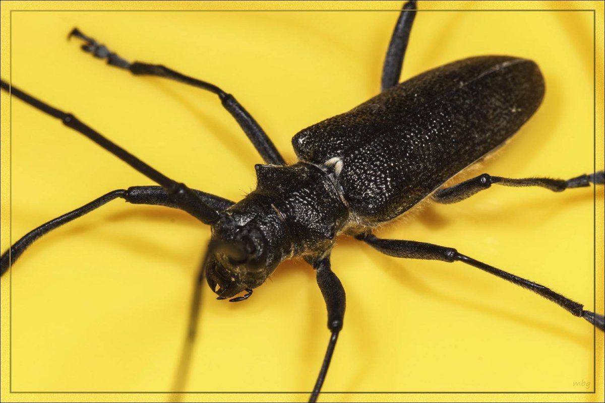 Жук усач Лептура