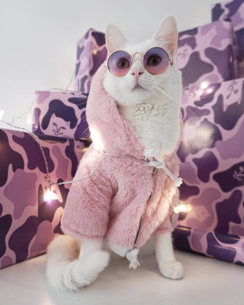 Модная кошка