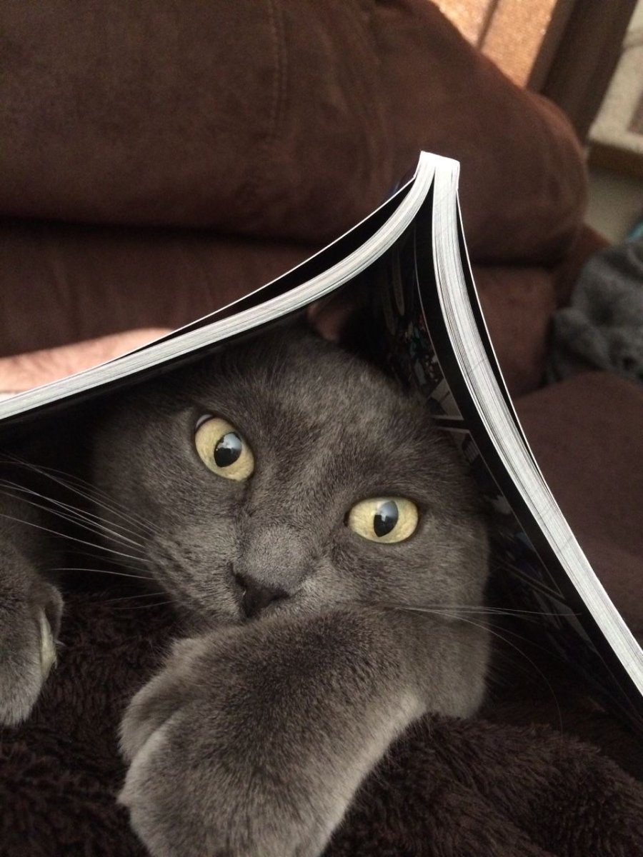 Умный котенок