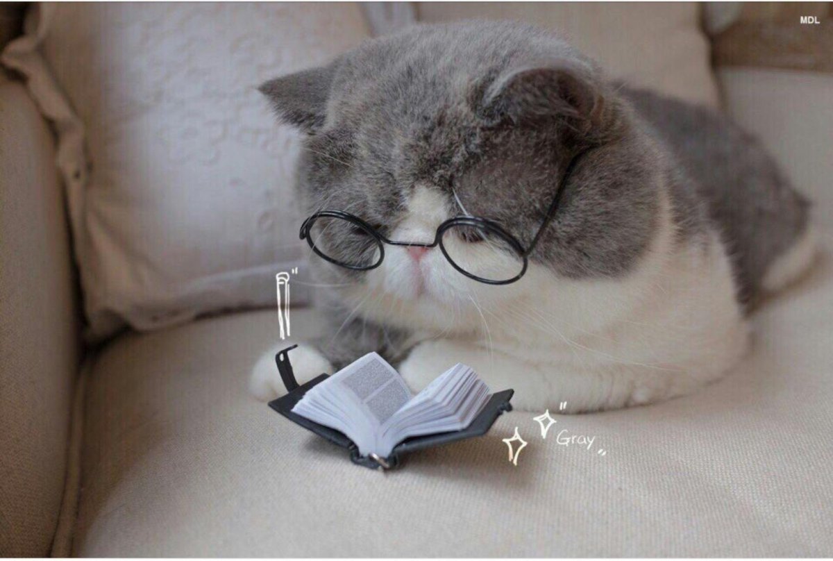 Милый котик в очках