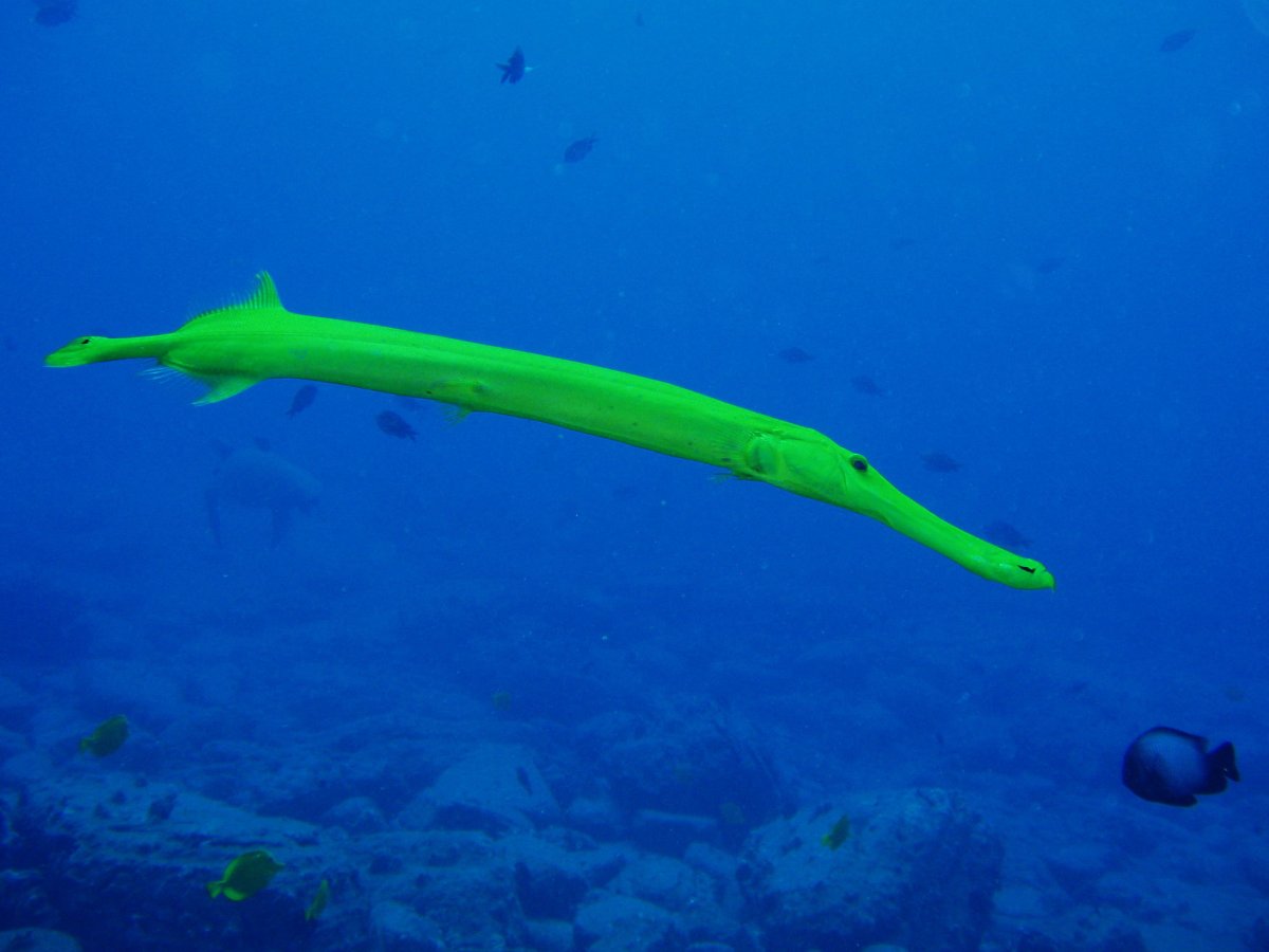 Рыба флейта красное море