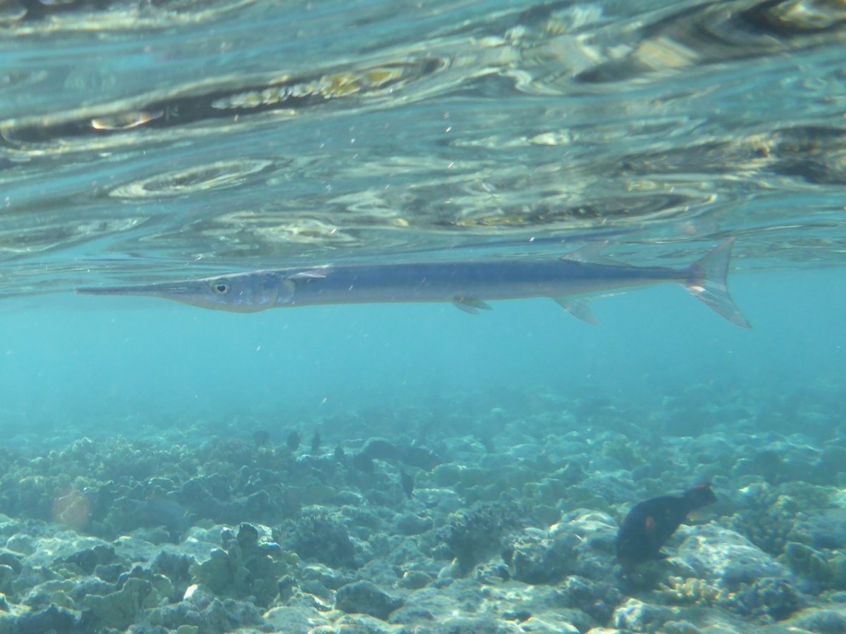 Красноморский тилозур